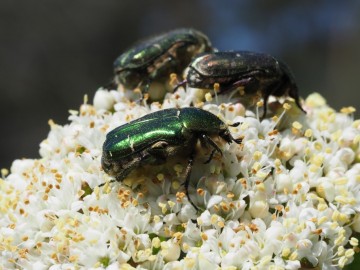 cetonia aurata, 